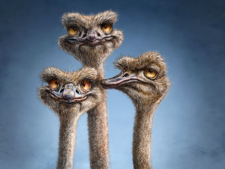 Picture of OSTRICH TRIO