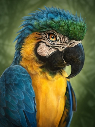 Picture of PARROT TOTEM
