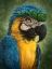 Picture of PARROT TOTEM