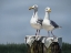Picture of UKEE LOCALS