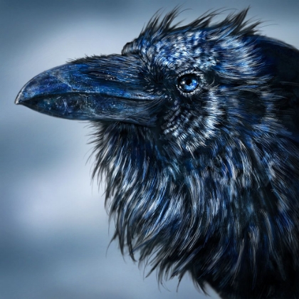 Picture of BLUE BEAK RAVEN