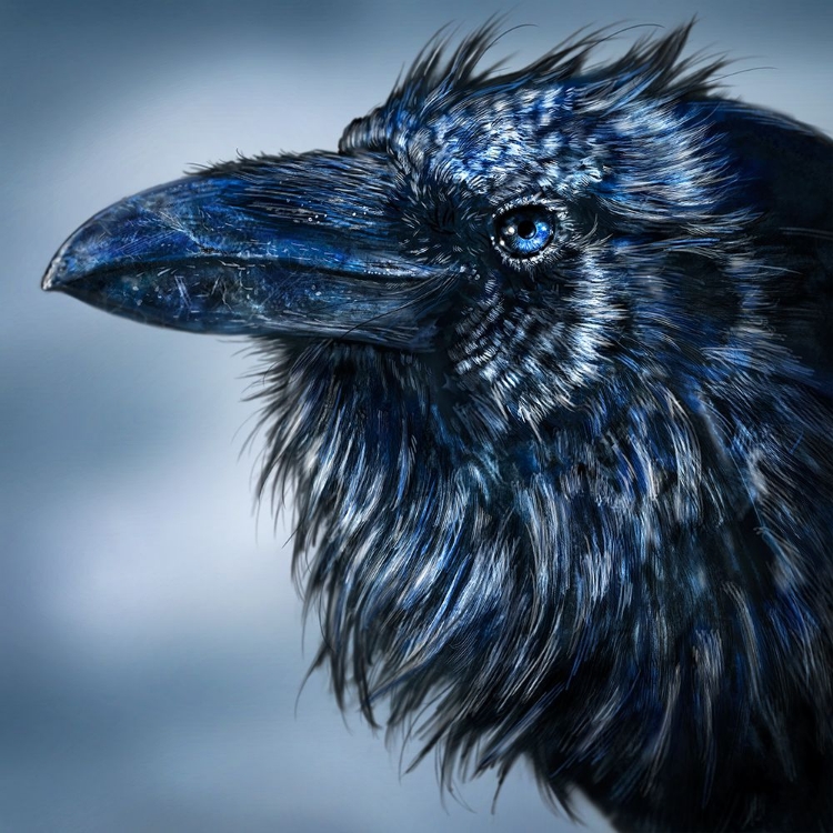 Picture of BLUE BEAK RAVEN