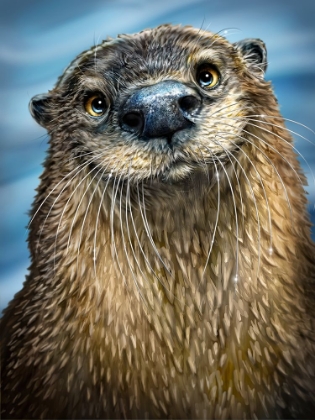 Picture of RIVER OTTER