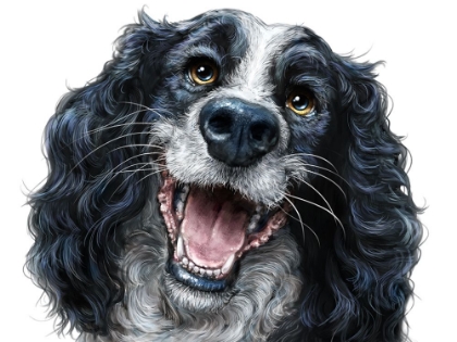 Picture of SPRINGER SPANIEL