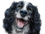 Picture of SPRINGER SPANIEL