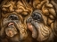 Picture of WRINKLES