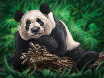 Picture of PEACEFUL PANDA