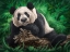 Picture of PEACEFUL PANDA