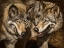Picture of TWO WOLVES