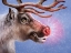 Picture of RUDOLPH