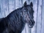 Picture of MIDNIGHT BLUE