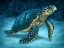 Picture of SEA TURTLE