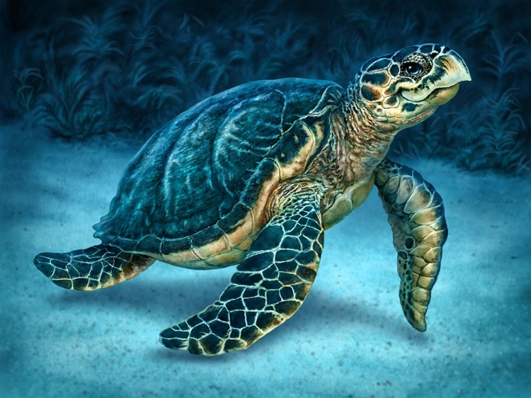 Picture of SEA TURTLE