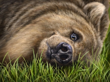 Picture of GRIZZLY ON GRASS