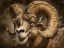 Picture of BRAZEN BIGHORN