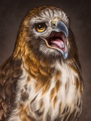 Picture of RED TAILED HAWK