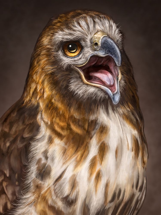 Picture of RED TAILED HAWK