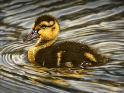 Picture of DUCKLING