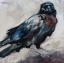 Picture of RAVEN