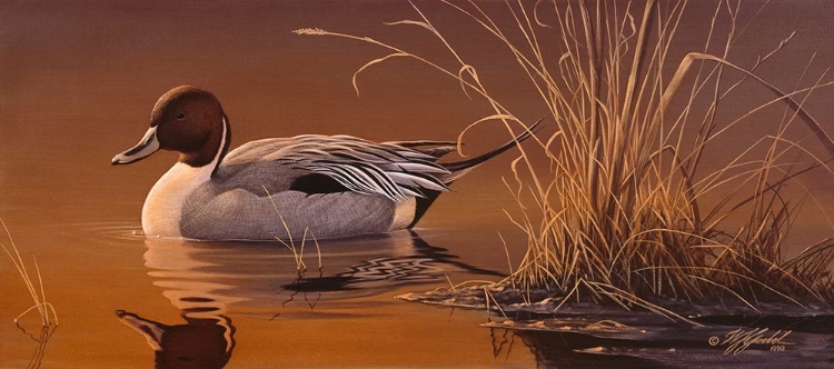 Picture of AMBER LIGHT - PINTAIL