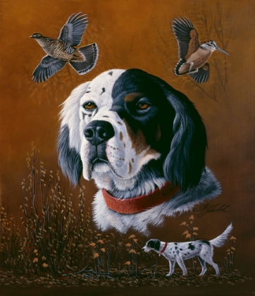 Picture of ENGLISH SETTER