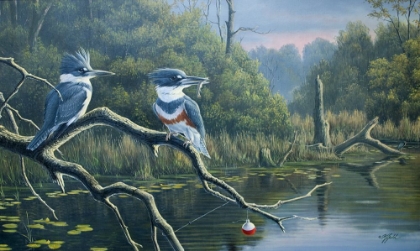 Picture of FISHERMANS LUCK, BELTED KINGFISHERS