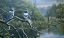 Picture of FISHERMANS LUCK, BELTED KINGFISHERS