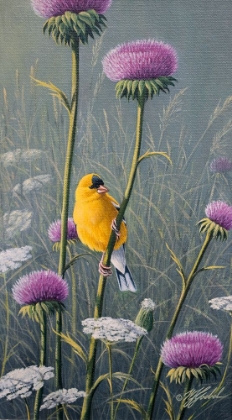 Picture of GOLDFINCH