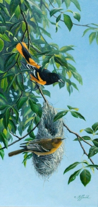 Picture of NESTING ORIOLES
