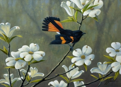 Picture of REDSTART AND DOGWOOD