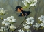 Picture of REDSTART AND DOGWOOD