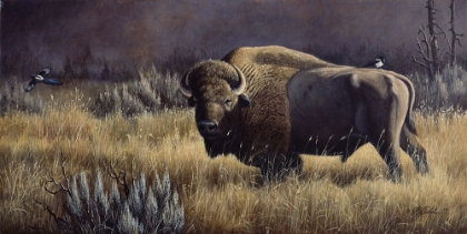 Picture of BISON AND MAGPIES