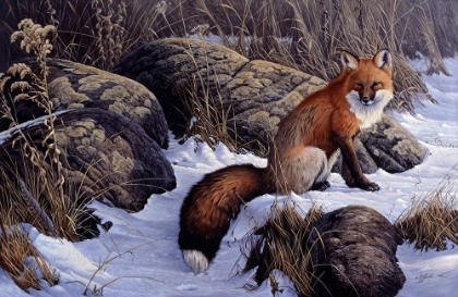 Picture of MID WINTER PAUSE - RED FOX