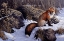 Picture of MID WINTER PAUSE - RED FOX