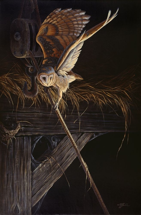 Picture of TIGHT ROPE BARN OWL