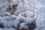 Picture of SNOW GLOW FIELD SPARROWS