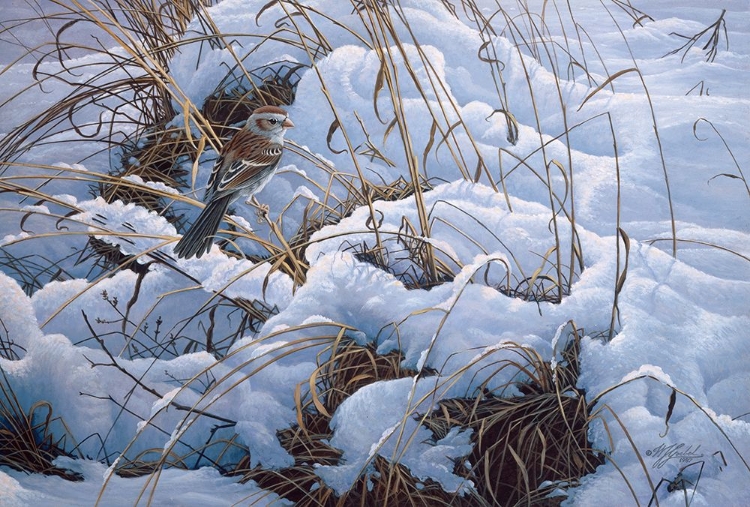 Picture of SNOW GLOW FIELD SPARROWS