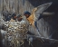Picture of COUNTRY LIVING  - BARN SWALLOWS
