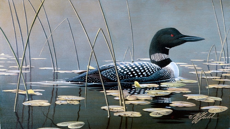 Picture of LOON IN REEDS