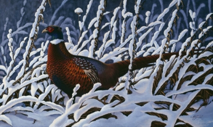 Picture of FRESH SNOW - RINGNECK PHEASANT