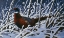 Picture of FRESH SNOW - RINGNECK PHEASANT