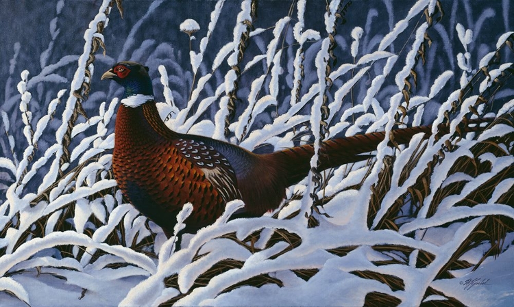 Picture of FRESH SNOW - RINGNECK PHEASANT