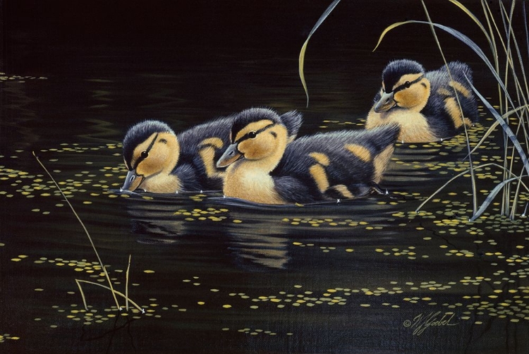 Picture of MALLARD DUCKLINGS