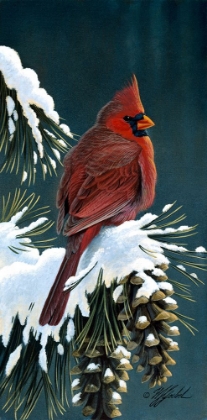 Picture of WINTER CARDINAL