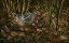 Picture of WOODCOCK AMONG THE LEAVES