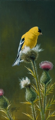 Picture of GOLDFINCH ON THISTLE