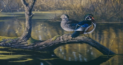 Picture of SPRING PAIR - WOOD DUCKS