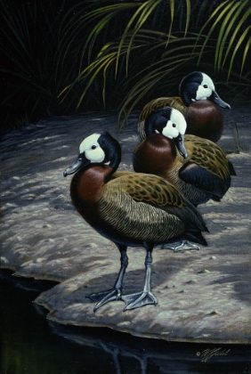 Picture of WHITE FACED WHISTLEING DUCKS