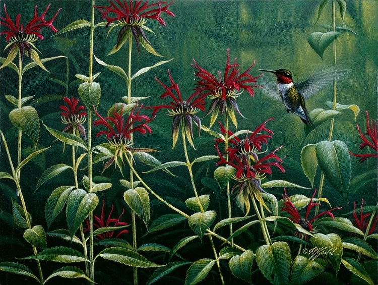 Picture of RUBY THROAT HUMMINGBIRD AND MONARDA