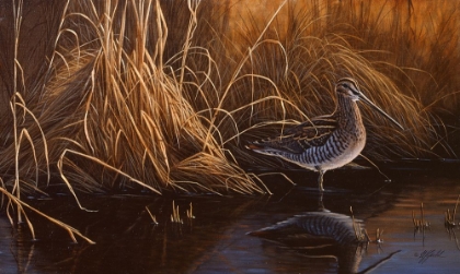 Picture of EVENING LIGHT - SNIPE